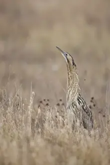 Bittern Prints: Eurasian Bittern or Great Bittern -Botaurus stellaris-, Burgenland, Austria