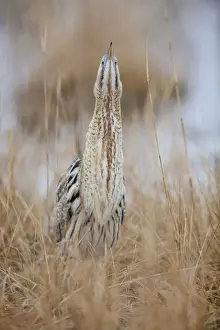 Eurasian Bittern or Great Bittern -Botaurus stellaris-, Burgenland, Austria