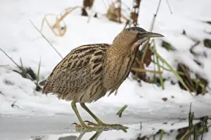 Lakeside Prints: Eurasian Bittern or Great Bittern (Botaurus stellaris) on icy lakeside