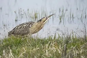 Lake Neusiedl Prints: Eurasian Bittern or Great Bittern -Botaurus stellaris- on the lakeshore