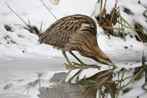 Lakeside Prints: Eurasian Bittern or Great Bittern (Botaurus stellaris) in the snow