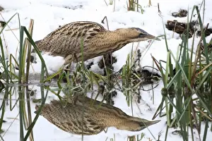 Great Prints: Eurasian Bittern or Great Bittern (Botaurus stellaris) in the snow