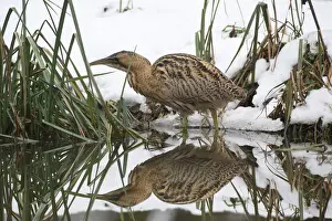 Ciconiiformes Prints: Eurasian Bittern or Great Bittern (Botaurus stellaris) in the snow