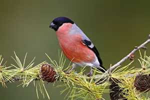 Images Dated 13th October 2012: Eurasian Bullfinch -Pyrrhula pyrrhula-, male sitting on a larch branch in autumn