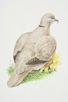 Birds Gallery: Eurasian Collared Dove (Streptopelia decaocto), illustration of pigeon like bird