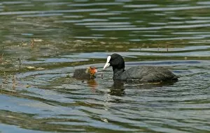 Images Dated 31st May 2014: Eurasian Coot -Fulica atra- adult bird with a chick, Mecklenburg-Western Pomerania, Germany