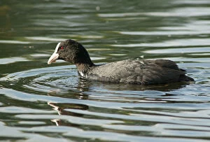 Images Dated 31st May 2014: Eurasian Coot -Fulica atra-, Mecklenburg-Western Pomerania, Germany