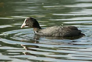 Eurasian Coot -Fulica atra-, Mecklenburg-Western Pomerania, Germany