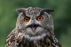 Images Dated 14th July 2011: Eurasian Eagle Owl