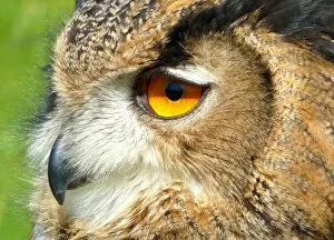 Eurasian Eagle owl