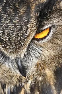Ben Cranke Gallery: Eurasian Eagle Owl