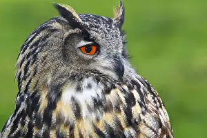 Raptor Prints: Eurasian Eagle-Owl (Bubo bubo)