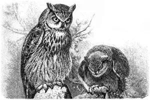 Eurasian eagle-owl (Bubo bubo)