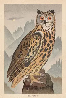 Eurasian eagle-owl (Bubo bubo), chromolithograph, published in 1896