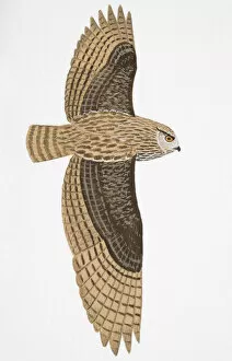 Images Dated 27th February 2007: Eurasian Eagle Owl (Bubo bubo), adult male