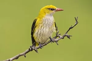 Images Dated 17th May 2016: Eurasian Golden Oriole (Oriolus oriolus), female sitting on branch, Bacs-Kiskun, Hungary