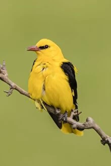 Images Dated 17th May 2016: Eurasian Golden Oriole (Oriolus oriolus), male sitting on branch, Bacs-Kiskun, Hungary