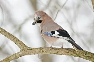 Images Dated 26th January 2013: Eurasian Jay -falco tinnunculus- on branch, Hesse, Germany