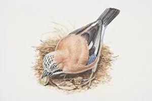 Feeding Collection: Eurasian Jay, Garrulus glandarius, bird eating an acorn