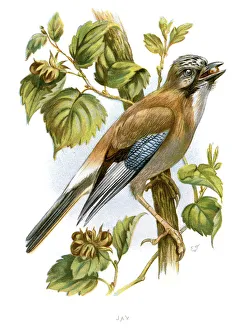 Images Dated 29th September 2012: Eurasian Jay - Garrulus glandarius