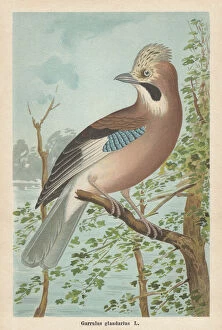 Bird Lithographs Gallery: Eurasian jay (Garrulus glandarius), chromolithograph, published in 1896
