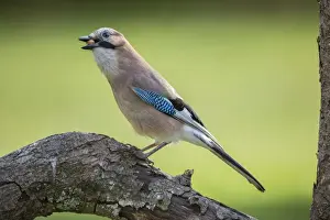 Eurasian Jay -Garrulus glandarius-, Tyrol, Austria