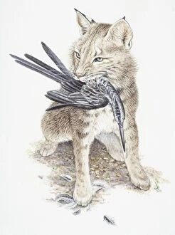Images Dated 26th April 2006: Eurasian Lynx, Felis lynx, with a bird in its mouth