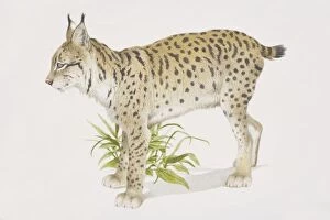 Eurasian Lynx (felis lynx), side view