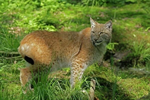 Vertebrate Gallery: Eurasian lynx (Lynx lynx)