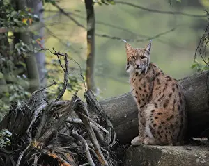 Lynx Prints: Eurasian Lynx -Lynx lynx-, Bavarian Forest National Park, Bavaria, Germany, Europe