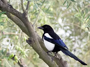 Branch Collection: Eurasian Magpie / European Magpie / Common Magpie, standing on a branch. Spain, Europe