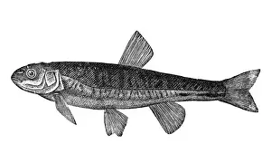 The Eurasian minnow, minnow, or common minnow (Phoxinus phoxinus)