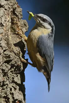 Clinging Collection: Eurasian Nuthatch -Sitta europaea-, perched on an oak tree, with caterpillar