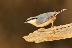Images Dated 24th November 2014: Eurasian nuthatch (Sitta europaea), Hesse, Germany