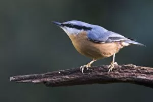 Images Dated 21st January 2018: Eurasian nuthatch (Sitta europaea) sits on a branch, Emsland, Lower Saxony, Germany