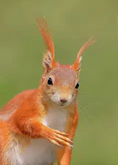 Mature Prints: Eurasian red squirrel (Sciurus vulgaris) adult animal