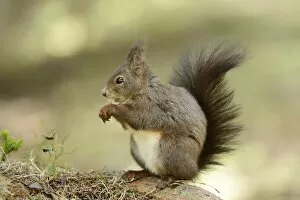 Images Dated 20th May 2013: Eurasian Red Squirrel -Sciurus vulgaris- during feeding, Graubunden, Canton of Graubunden