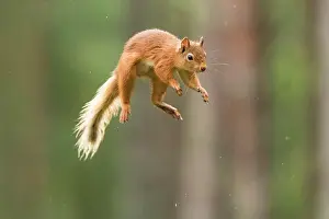 Eurasian red squirrel (Sciurus vulgaris) jumps through the air, Cairngroms National Park, Highlands, Scotland, Great Britain