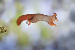 Jump Prints: Eurasian red squirrel (Sciurus vulgaris) jumps from a broken branch, Germany