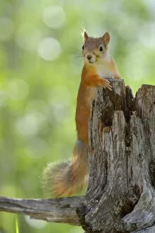 Images Dated 21st June 2012: Eurasian Red Squirrel -Sciurus vulgaris- looks curiously out from behind an old pine stump