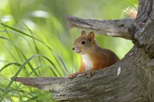 Lapland Collection: Eurasian Red Squirrel -Sciurus vulgaris- looks curiously out from behind an old pine stump