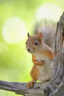 Suomi Prints: Eurasian Red Squirrel -Sciurus vulgaris- looks curiously out from behind an old pine stump