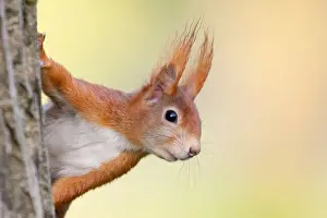 Prints of Wilfried Martin Whimsical Wonders: The Red Squirrel Series: Eurasian red squirrel (Sciurus vulgaris) looks out behind tree trunk, animal portrait