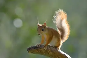 Suomi Prints: Eurasian Red Squirrel -Sciurus vulgaris- on a pine branch