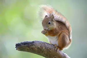 Biting Prints: Eurasian Red Squirrel -Sciurus vulgaris- on a pine branch