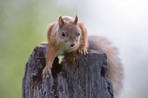Lapland Collection: Eurasian Red Squirrel -Sciurus vulgaris- in search of food on an old pine stump