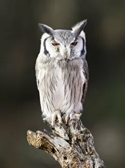 Images Dated 15th January 2017: Eurasian Scops Owl perched on an old trunk of tree hunting with the eyes open. Spain
