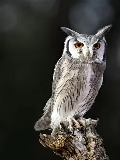 Tree Stump Gallery: Eurasian Scops Owl perched on an old trunk of tree hunting. Spain