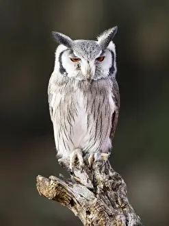 Tree Stump Prints: Eurasian Scops Owl perched on an old trunk of tree hunting with the eyes open. Spain