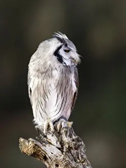 Tree Stump Prints: Eurasian Scops Owl perched on an old trunk of tree hunting with the eyes open. Spain